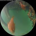 ./images/calvert/underwater/20260620/underwater20260620_215501M.jpg