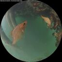 ./images/calvert/underwater/20260620/underwater20260620_220501M.jpg