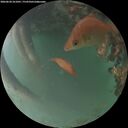 ./images/calvert/underwater/20260620/underwater20260620_221001M.jpg