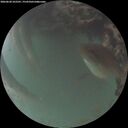 ./images/calvert/underwater/20260620/underwater20260620_222501M.jpg