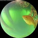 ./images/calvert/underwater/20260621/underwater20260621_081501M.jpg