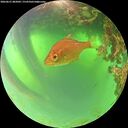 ./images/calvert/underwater/20260621/underwater20260621_082002M.jpg