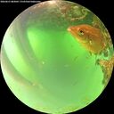 ./images/calvert/underwater/20260621/underwater20260621_083001M.jpg