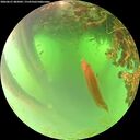 ./images/calvert/underwater/20260621/underwater20260621_085001M.jpg