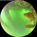 ./images/calvert/underwater/20260621/underwater20260621_094002M.jpg