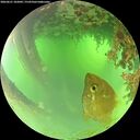 ./images/calvert/underwater/20260621/underwater20260621_102001M.jpg