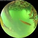 ./images/calvert/underwater/20260621/underwater20260621_103501M.jpg
