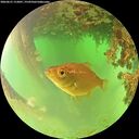./images/calvert/underwater/20260621/underwater20260621_112001M.jpg