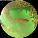 ./images/calvert/underwater/20260621/underwater20260621_113501M.jpg