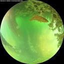 ./images/calvert/underwater/20260621/underwater20260621_140001M.jpg