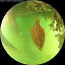 ./images/calvert/underwater/20260621/underwater20260621_151001M.jpg