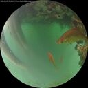 ./images/calvert/underwater/20260621/underwater20260621_213001M.jpg
