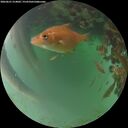 ./images/calvert/underwater/20260621/underwater20260621_214001M.jpg