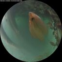 ./images/calvert/underwater/20260621/underwater20260621_220001M.jpg