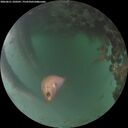 ./images/calvert/underwater/20260621/underwater20260621_220501M.jpg
