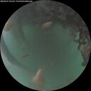 ./images/calvert/underwater/20260621/underwater20260621_221501M.jpg