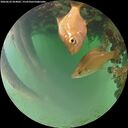 ./images/calvert/underwater/20260622/underwater20260622_054001M.jpg