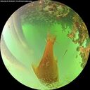 ./images/calvert/underwater/20260622/underwater20260622_092001M.jpg