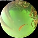 ./images/calvert/underwater/20260622/underwater20260622_093502M.jpg