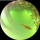 ./images/calvert/underwater/20260622/underwater20260622_095501M.jpg
