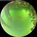 ./images/calvert/underwater/20260622/underwater20260622_101001M.jpg