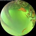 ./images/calvert/underwater/20260622/underwater20260622_103001M.jpg
