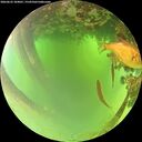 ./images/calvert/underwater/20260622/underwater20260622_104001M.jpg