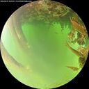 ./images/calvert/underwater/20260622/underwater20260622_105501M.jpg