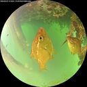 ./images/calvert/underwater/20260622/underwater20260622_111001M.jpg