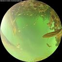 ./images/calvert/underwater/20260622/underwater20260622_113002M.jpg