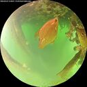 ./images/calvert/underwater/20260622/underwater20260622_114001M.jpg