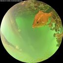 ./images/calvert/underwater/20260622/underwater20260622_115001M.jpg