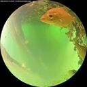 ./images/calvert/underwater/20260622/underwater20260622_115501M.jpg