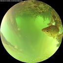 ./images/calvert/underwater/20260622/underwater20260622_122001M.jpg
