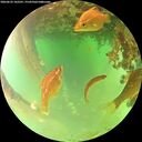 ./images/calvert/underwater/20260622/underwater20260622_142501M.jpg
