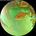 ./images/calvert/underwater/20260622/underwater20260622_145002M.jpg