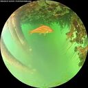 ./images/calvert/underwater/20260622/underwater20260622_165501M.jpg