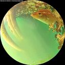 ./images/calvert/underwater/20260622/underwater20260622_200501M.jpg