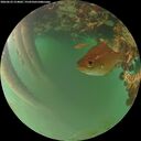 ./images/calvert/underwater/20260622/underwater20260622_214001M.jpg