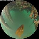 ./images/calvert/underwater/20260622/underwater20260622_215002M.jpg
