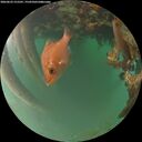 ./images/calvert/underwater/20260622/underwater20260622_215501M.jpg