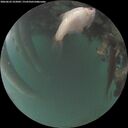 ./images/calvert/underwater/20260622/underwater20260622_222001M.jpg