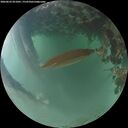 ./images/calvert/underwater/20260623/underwater20260623_051001M.jpg