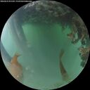 ./images/calvert/underwater/20260623/underwater20260623_051501M.jpg