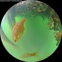 ./images/calvert/underwater/20260623/underwater20260623_062002M.jpg