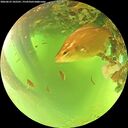 ./images/calvert/underwater/20260623/underwater20260623_102501M.jpg