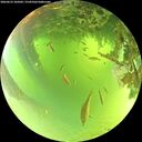 ./images/calvert/underwater/20260623/underwater20260623_105001M.jpg