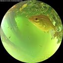 ./images/calvert/underwater/20260623/underwater20260623_111501M.jpg