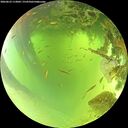 ./images/calvert/underwater/20260623/underwater20260623_113001M.jpg