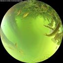 ./images/calvert/underwater/20260623/underwater20260623_114501M.jpg